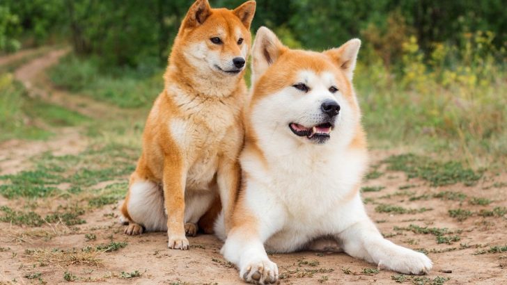 The Akita Male VS Female Debate, All The Information In One Place