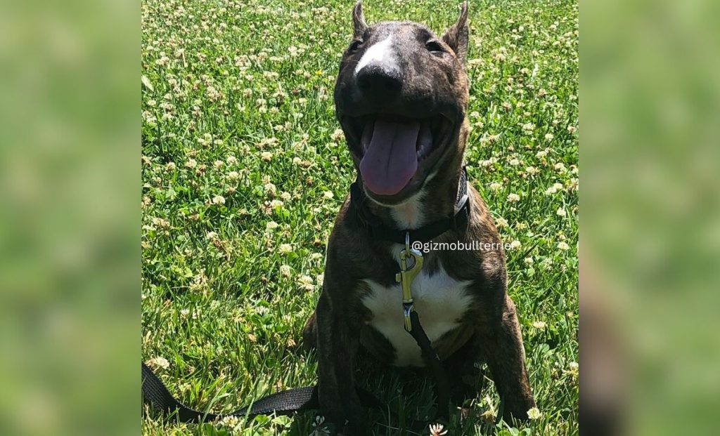 The Black Brindle With White Bull Terriers color