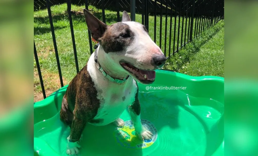 The Brindle And White Bull Terrier color