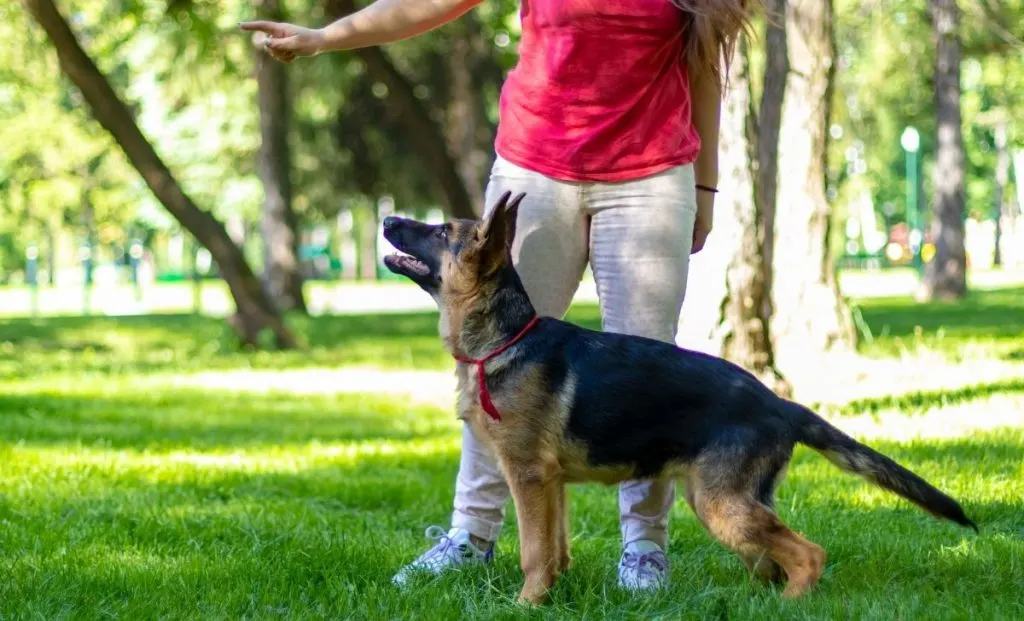 The german shepherd training