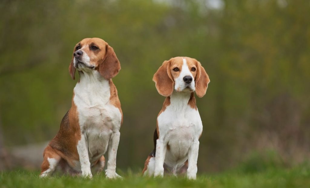 Two beagles