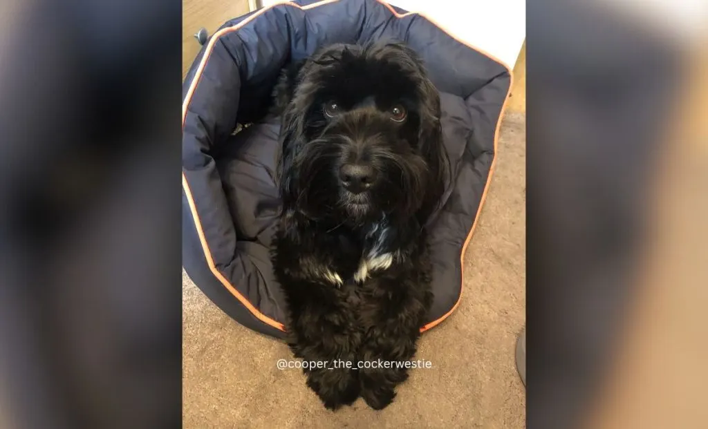 West Highland White Terrier X Cocker Spaniel