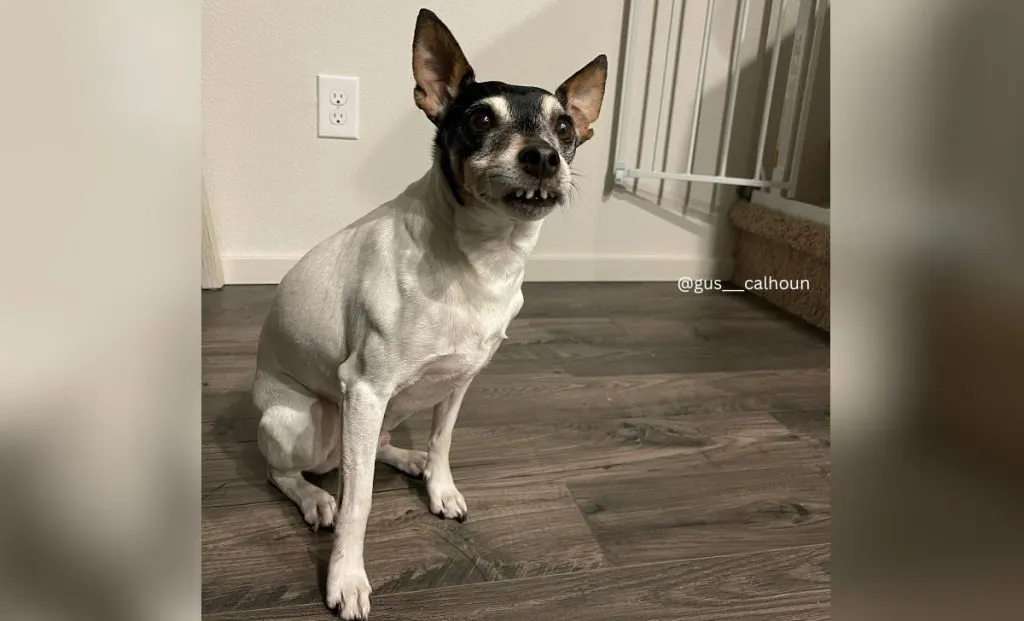 White And Black Rat Terrier