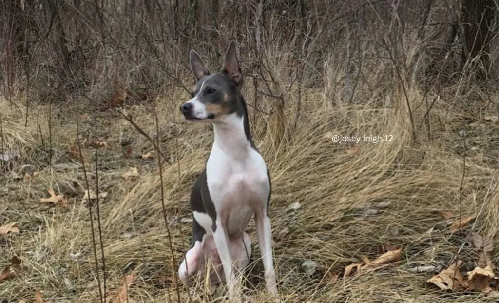 White And Black Rat Terrier color