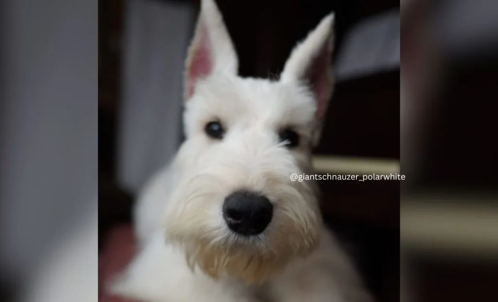 White Giant Schnauzer