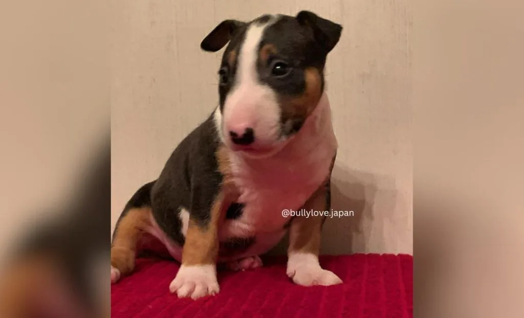 White With Black & Tan Bull Terriers color