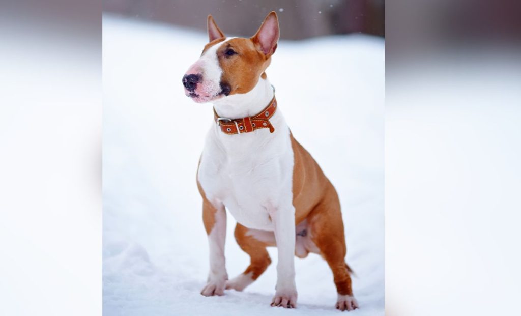 White With Red Bull Terriers color