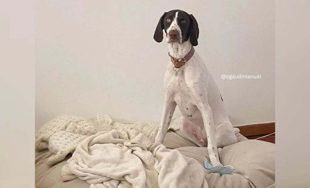 White gsp color