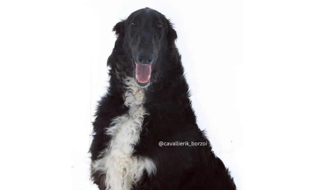 White trim borzoi color