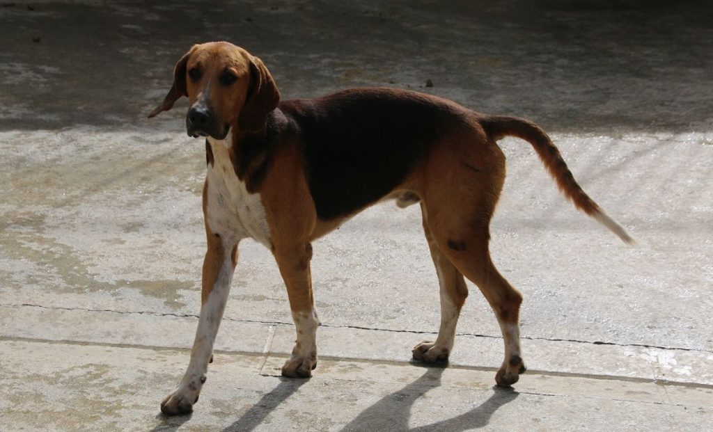 american foxhound Black, Brown, And White