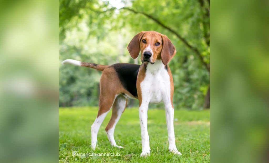 american foxhound black, white and tan