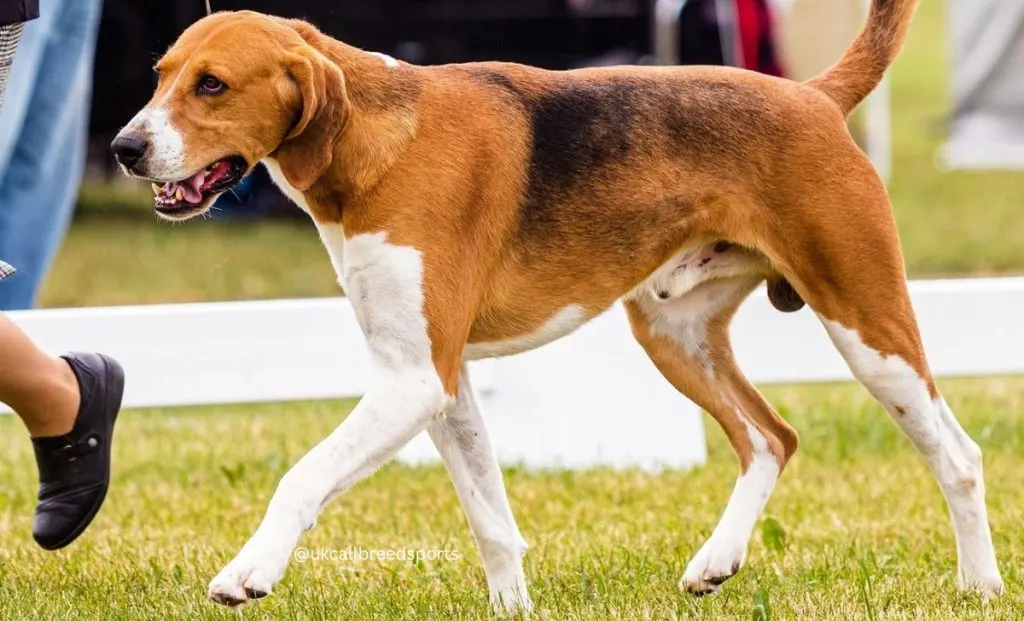 american foxhound brown, white and tan