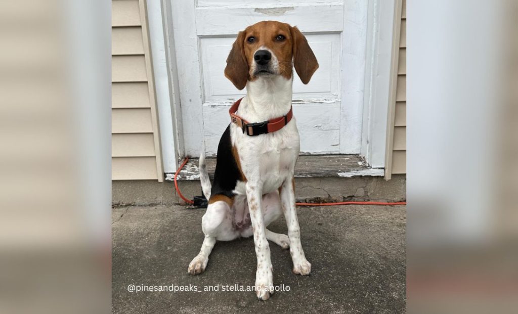 american foxhound white, black and tan