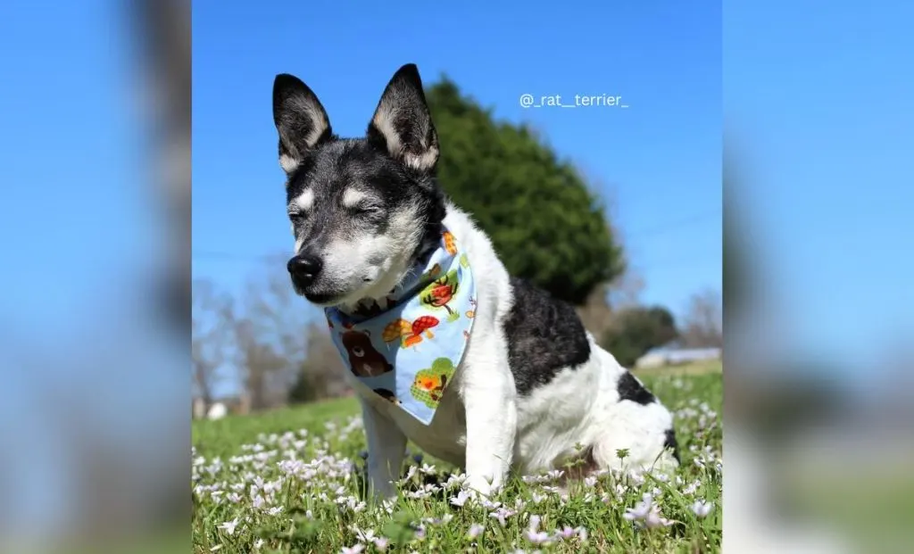 black and white rat terrier color