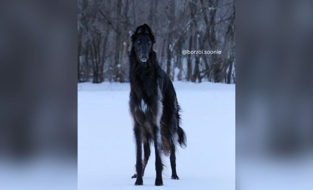 black borzoi color