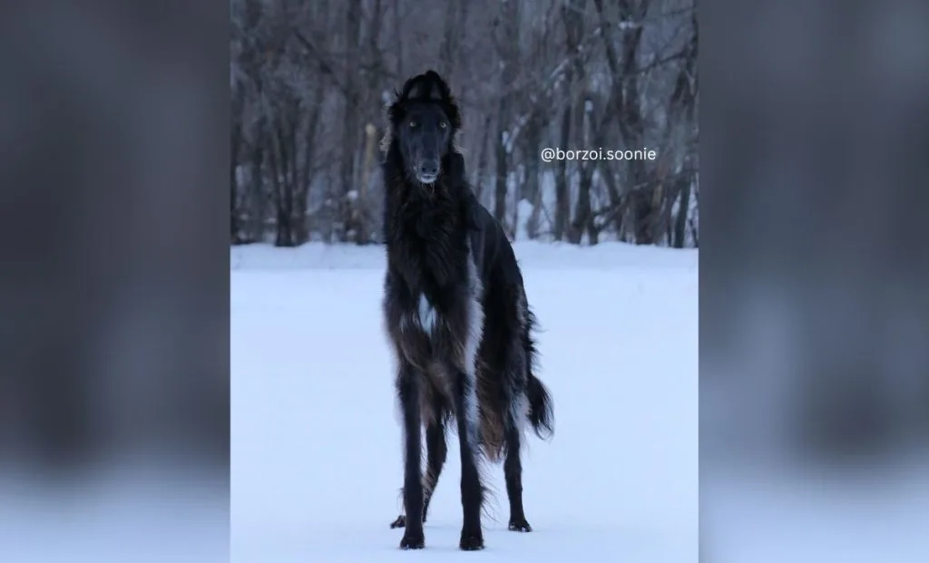 All 31 Borzoi Colors That Will Blow Your Mind (With Pictures)