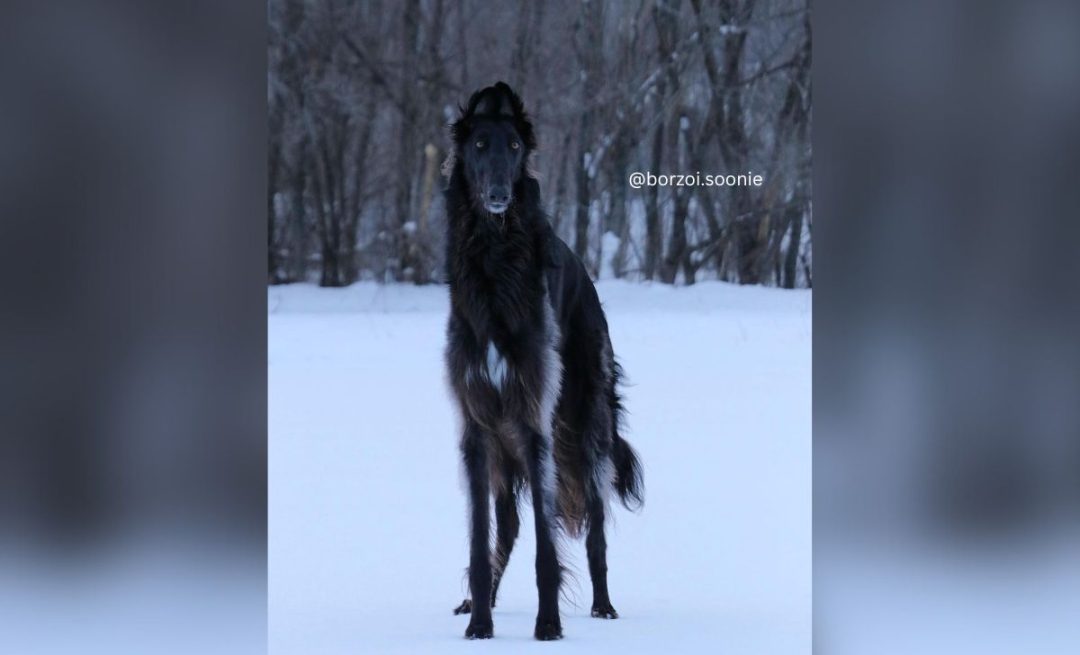 All 31 Borzoi Colors That Will Blow Your Mind (With Pictures)