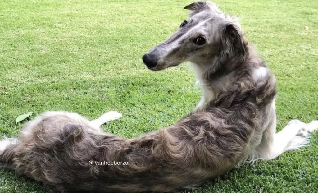 blue borzoi color