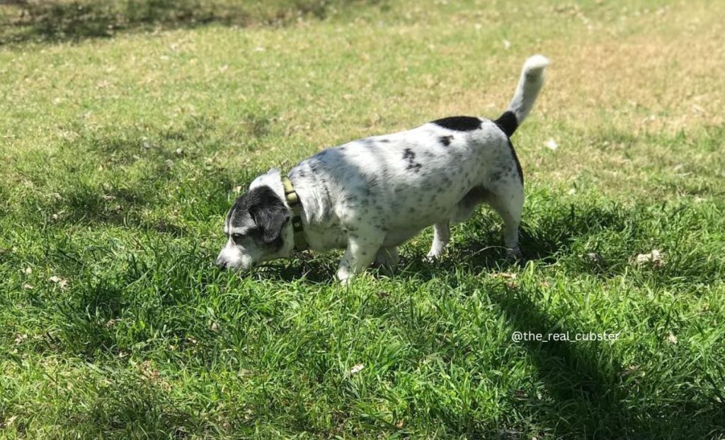 blue heeler basset hound mix