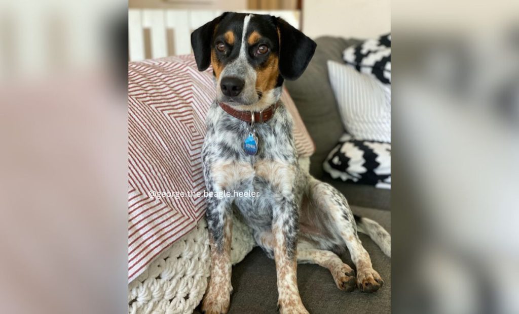 blue heeler beagle mix