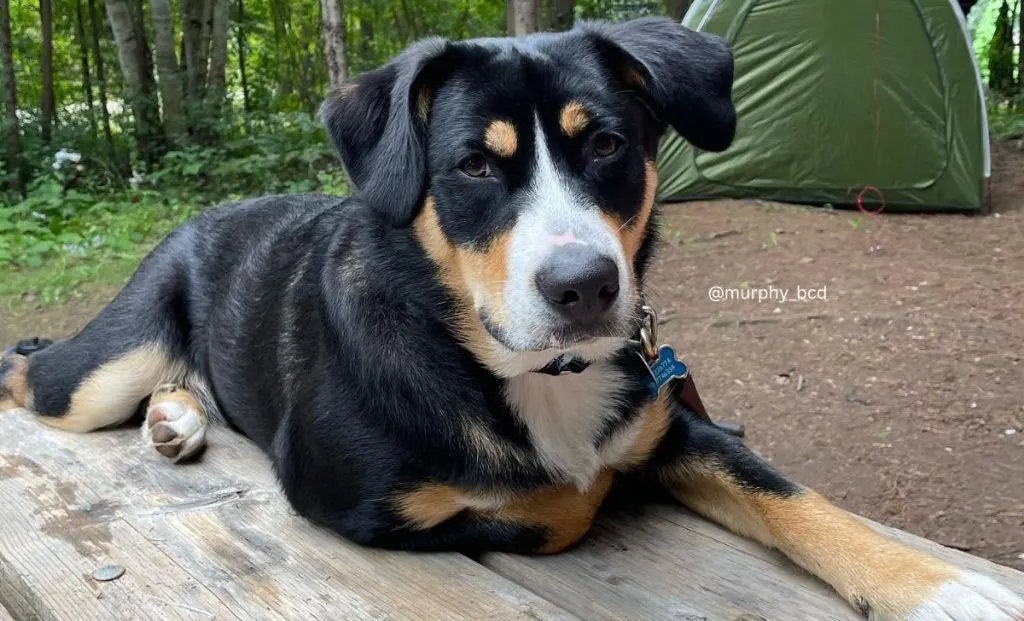 blue heeler bernese mountain dog mix