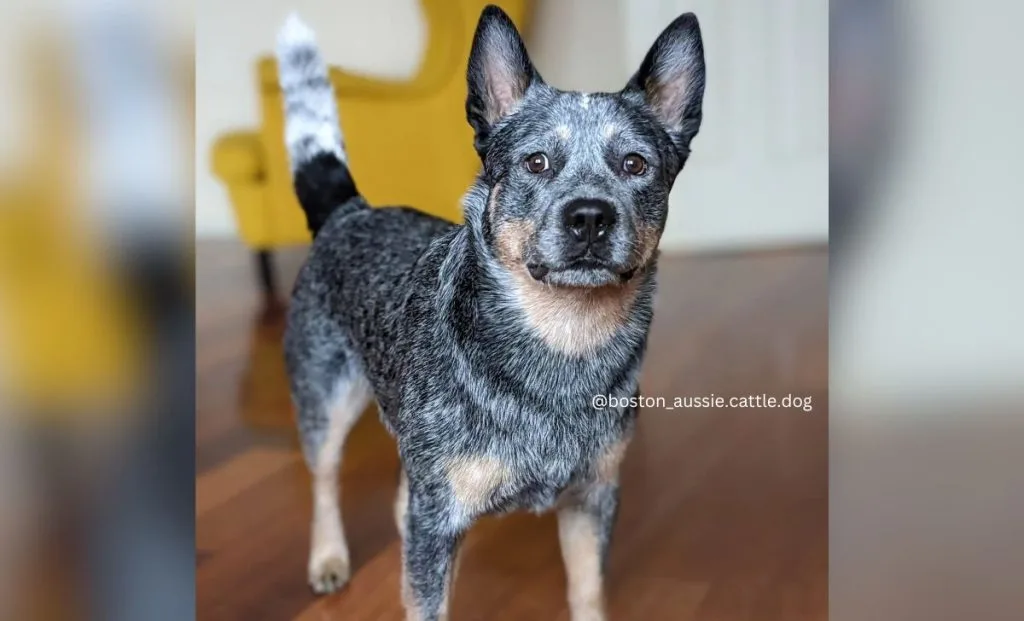 blue heeler boston terrier mix