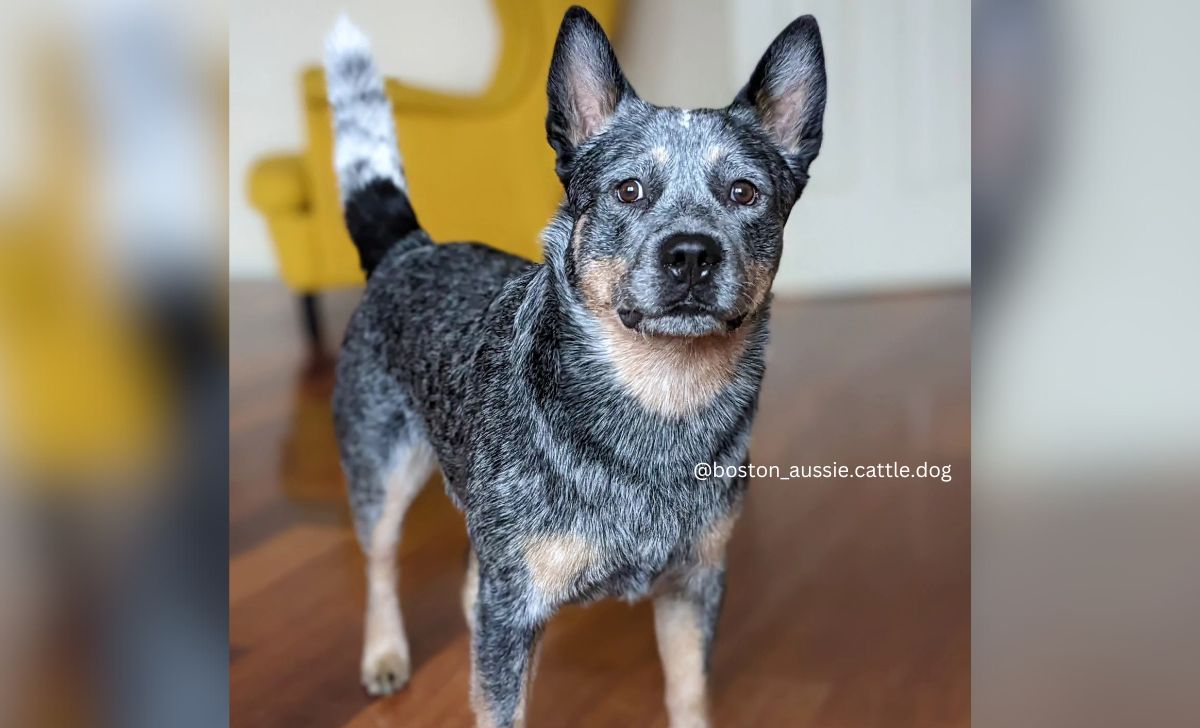 Red heeler fashion boston terrier mix