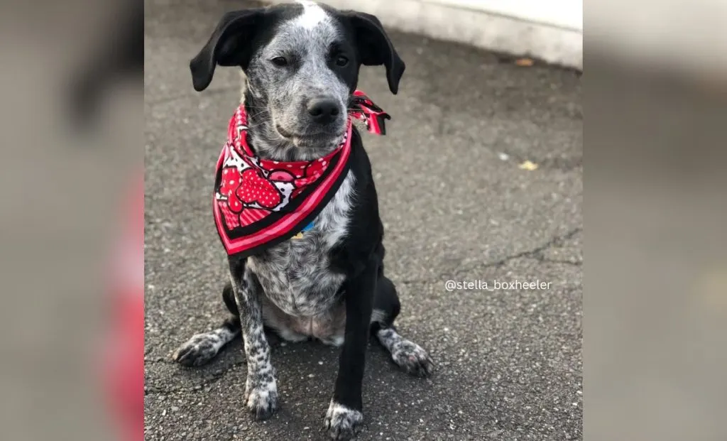 blue heeler boxer