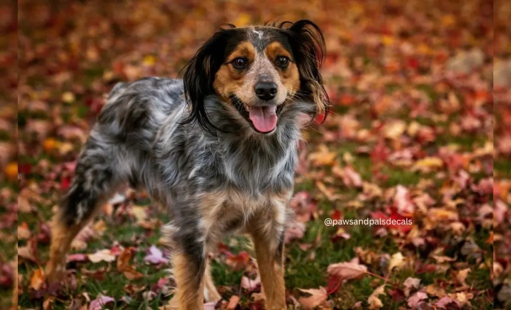 blue heeler cocker spaniel mix