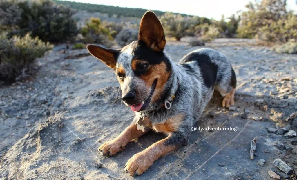 blue heeler corgi mix