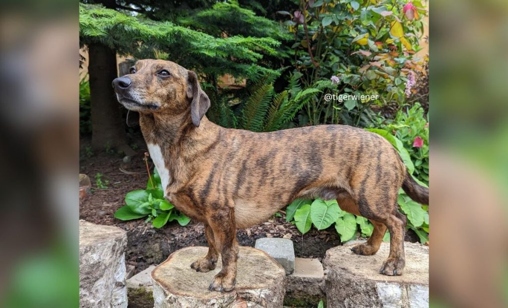 blue heeler dacshound mix