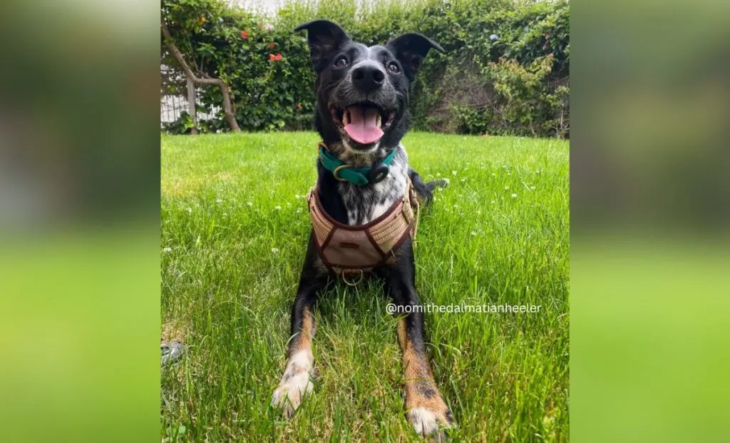 blue heeler dalmatian mix