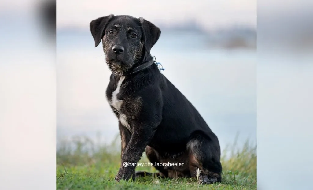 blue heeler labrador mix