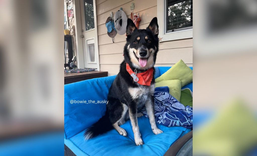 blue heeler siberian husky mix