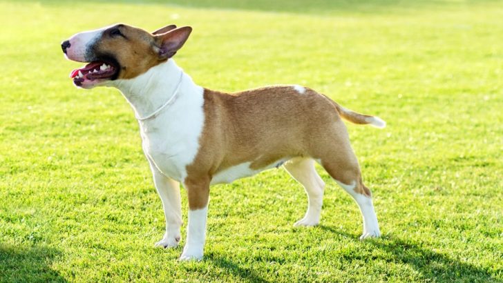 A Deep Dive Into 17 Bull Terrier Colors (With Pictures)