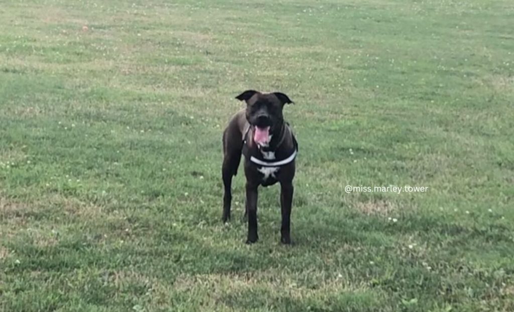 The Truth About The Cane Corso Bully Mix And Its Nature