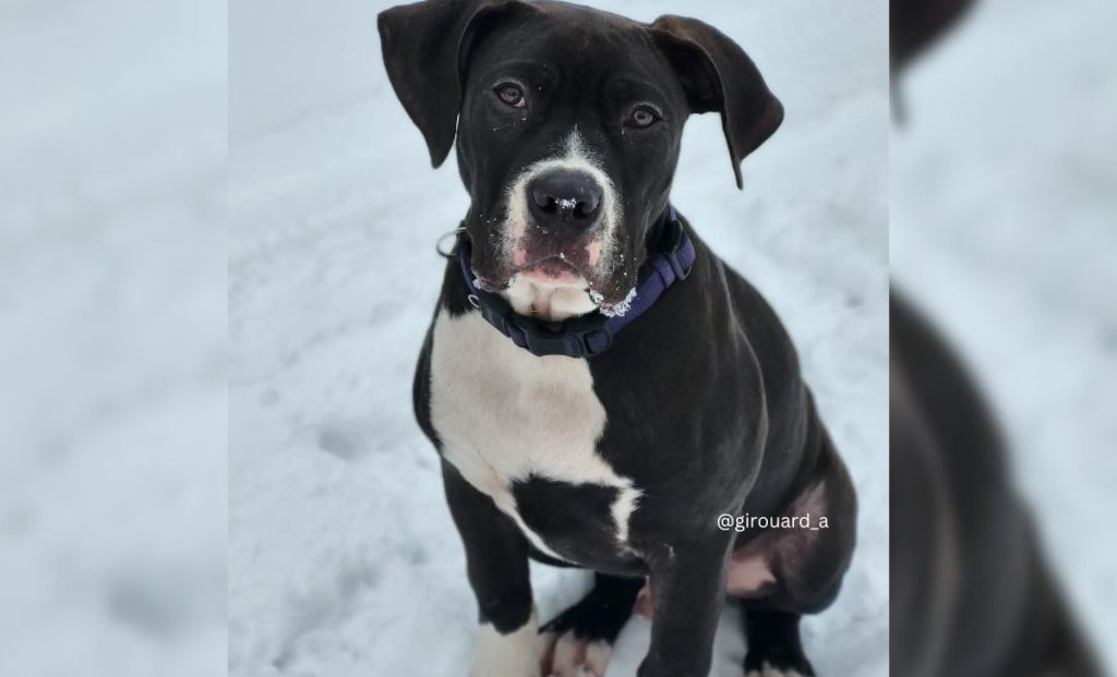 canecorsoamericanbullymix