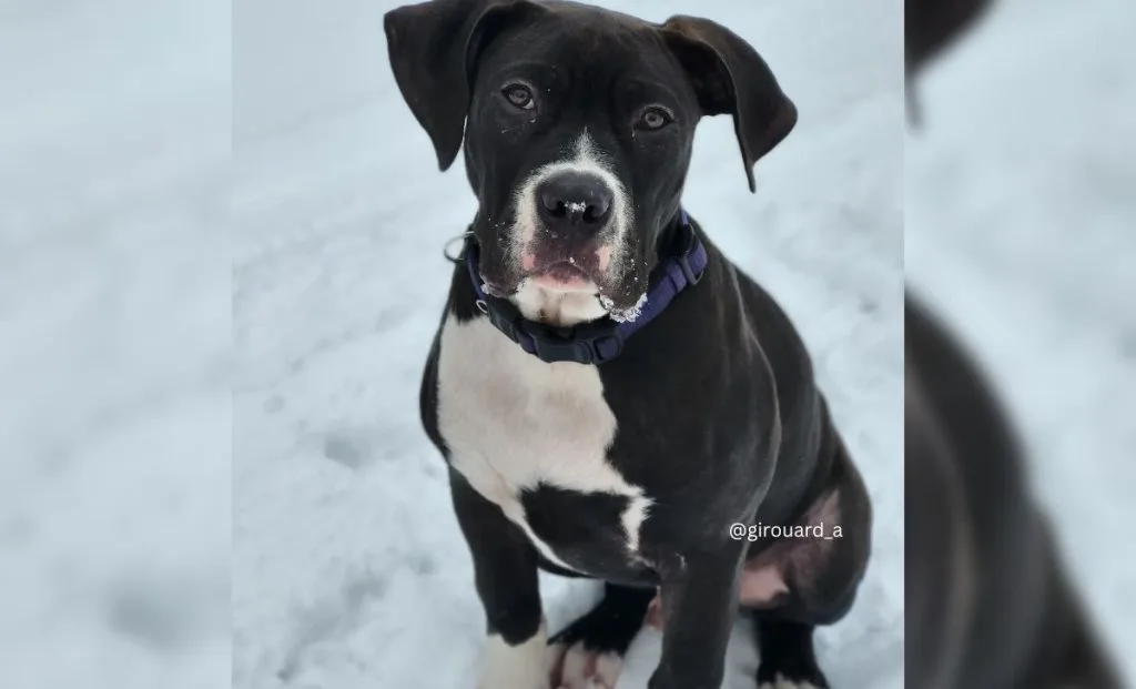 canecorsoamericanbullymix