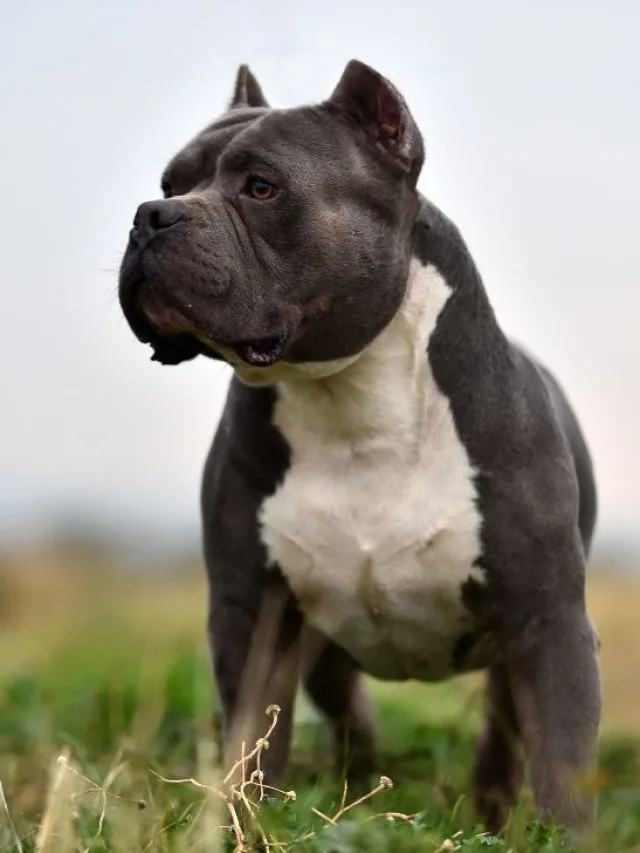 American Bully x Anatolian Shepherd