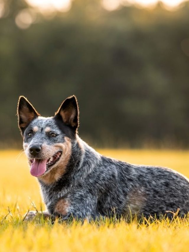 Blue heeler