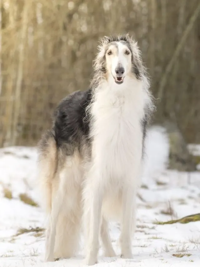 Borzoi colors