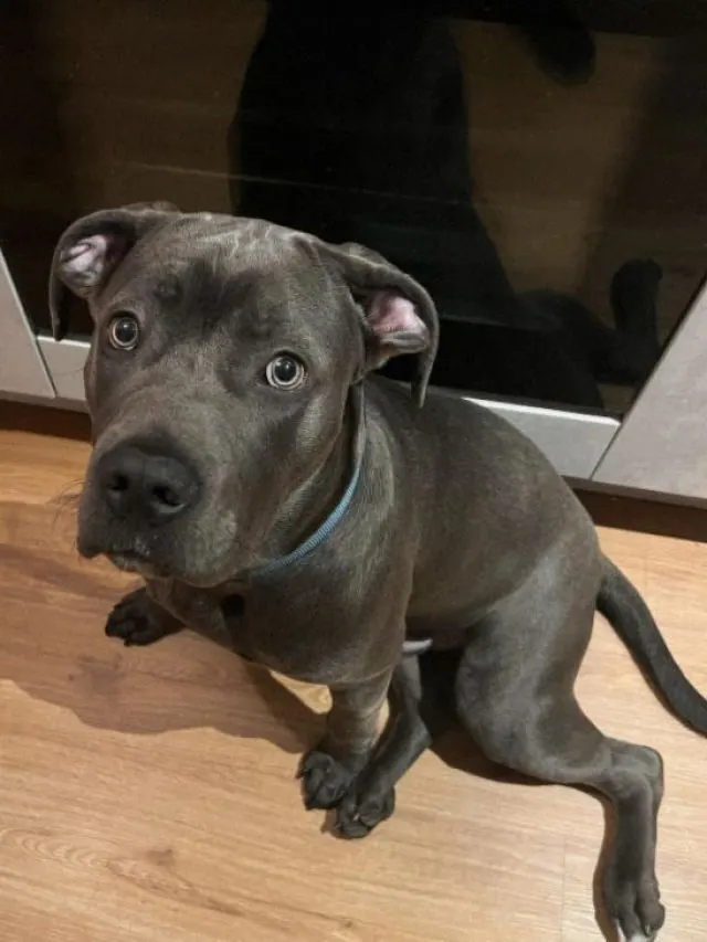 Cane corso american bully mix