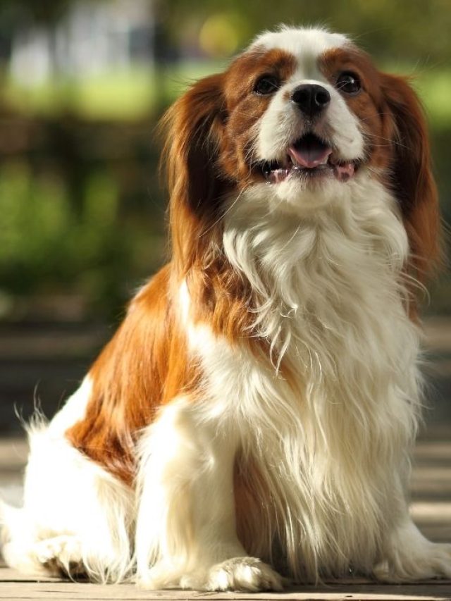 Cavalier King Charles Spaniel