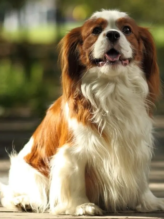 Cavalier King Charles Spaniel