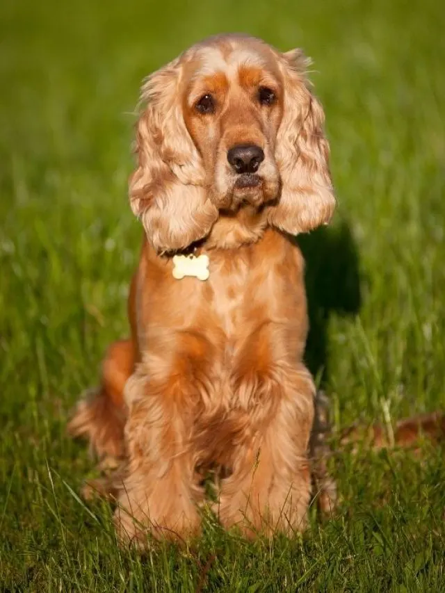 Cocker Spaniel breeders