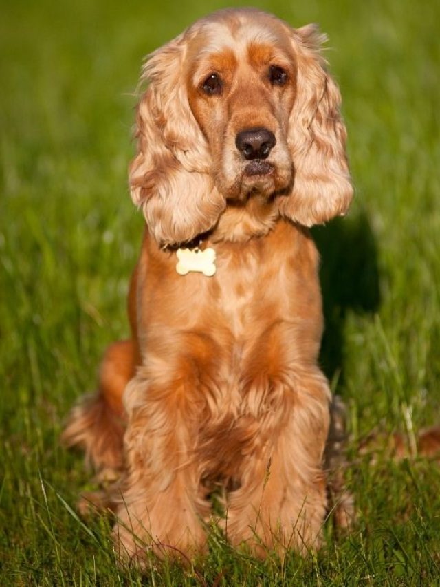 Cocker spaniel puppy