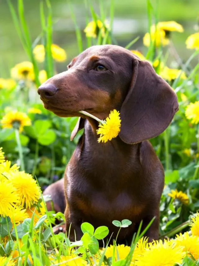 Dachshund