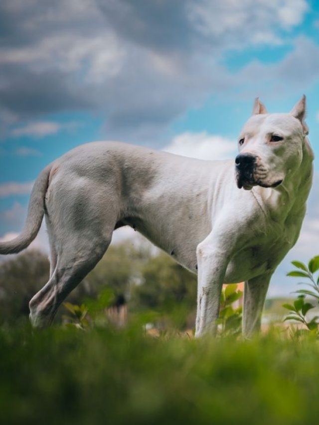 Dogo argentino