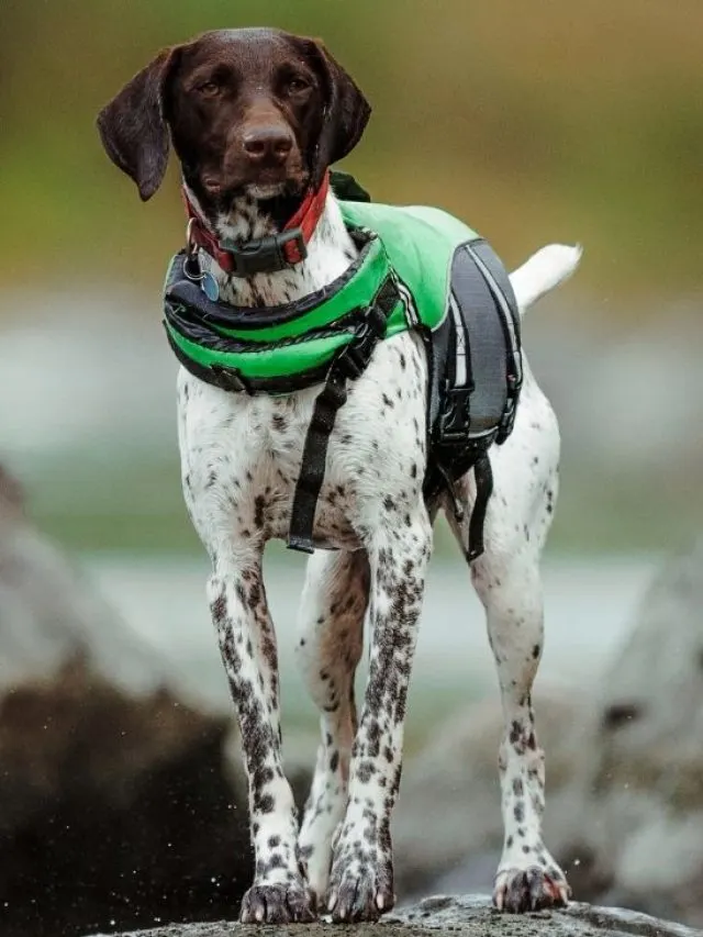 German Shorthaired Pointer 