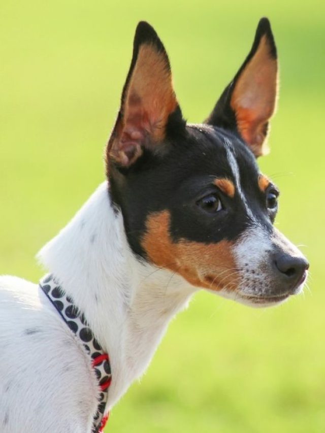 Rat terrier color